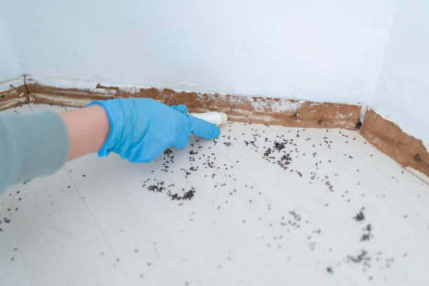 Best Rat Extermination Near Me  in Warsaw, IL